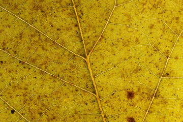Backlit autumn leaf to highlight the structure. Macro close-up of leaves texture. Autumn texture for background. Autumn atmosphere. Autumn leaves fallen from the tree. Close up leave