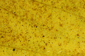 Backlit autumn leaf to highlight the structure. Macro close-up of leaves texture. Autumn texture for background. Autumn atmosphere. Autumn leaves fallen from the tree. Close up leave