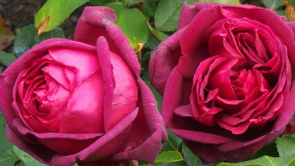 Closeup of two red garden-roses blooming in the garden with blur background