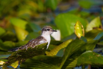 Beautiful shot of a whiskered tern chick sitting on green floating water plant