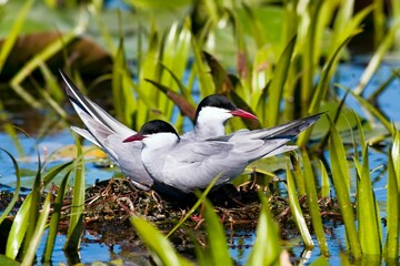 Couple of whiskered tern birds nesting in the shallow river water among green water plants