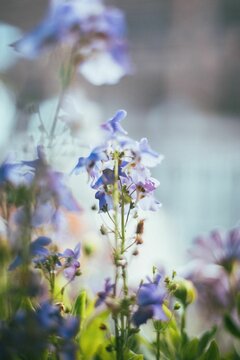 Shallow focus of blue nemesia flowering plant in the garden