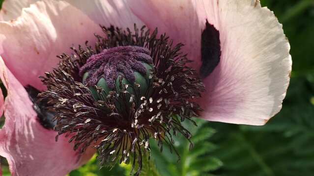 Closeup shot of an opium poppy flower blooming in the garden in bright sunlight with blur background
