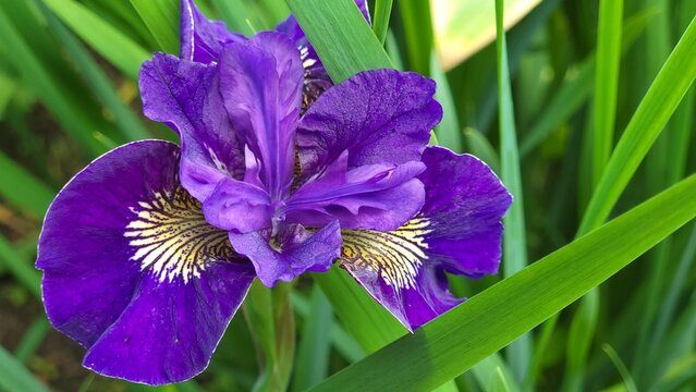Closeup shot of a purple Siberian iris flower blooming among green grass with blur background