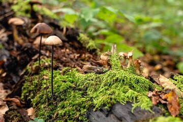 a closeup view of mushrooms growing out from the ground