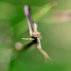 Macro shot of a dragonfly