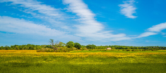 Fototapeta na wymiar Green and yellow grass field under a blue sky with drifting clouds on a sunny summer day, panoramic landscape of a nature preserve in Winnipeg, Manitoba, Canada