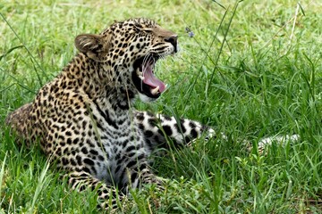 Closeup shot of a growling leopard laying on a rural field