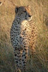 Vertical shot of a beautiful leopard on a field at a wildlife preserve
