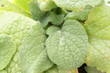 close up of green leaf texture from foxglove plant in the wild garden 
