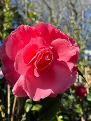 Vertical shot of beautiful pink camellia flower blooming in the garden