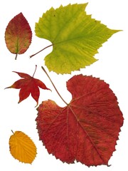 various multicolor fall leaves isolated close up