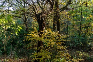 Landscape shot of a lush forest during fall in the daylight