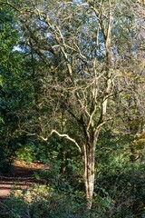 Landscape shot of a bare tree in the lush forest during fall in the daylight