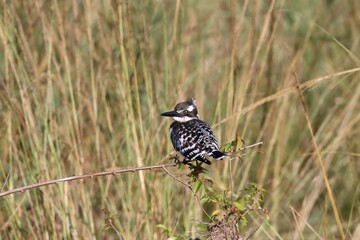 Small pied kingfisher (Ceryle Rudis) standing on a