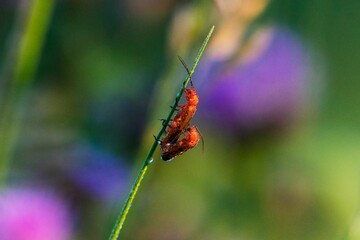 Selective focus shot of two hogweed beetles copulating on a plant