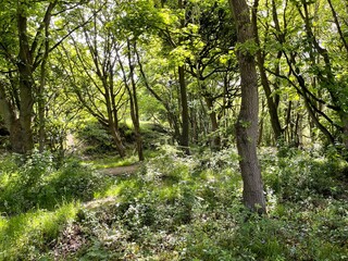 Woodland scene, with old trees, and wild plants in, Ravenscliffe Wood, Bradford, UK