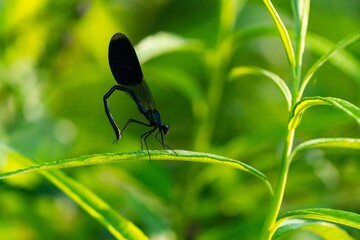 Closeup shot of a dark blue damselfly on a green plant