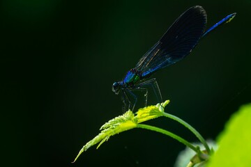 Closeup shot of a dark blue damselfly on a green plant