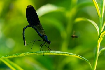 Closeup shot of a dark blue damselfly on a green plant