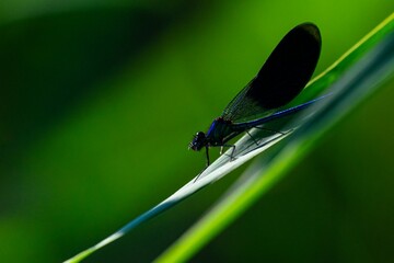 Closeup shot of a dark blue damselfly on a green plant