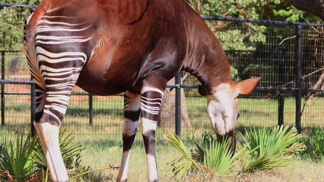 Close up shot of Okapi eating grass
