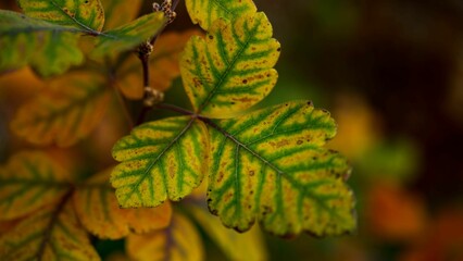 Fall leaves changing