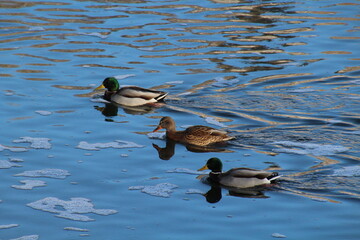 ducks in the river, Gold Bar Park, Edmonton, Alberta