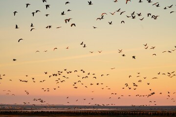 Closeup shot of beautiful birds flying in the sky at sunset