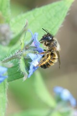 Vertical shot of a bee on a flower