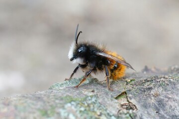 Closeup shot of a bee on wood