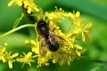 Closeup shot of a bee on a flower