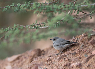 Blackstart Bird