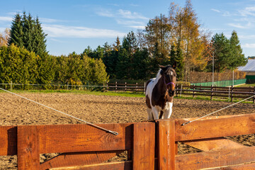 Łaciaty koń na padoku w piękny słoneczny dzień.