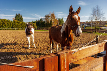 Łaciaty koń na padoku w piękny słoneczny dzień. - obrazy, fototapety, plakaty