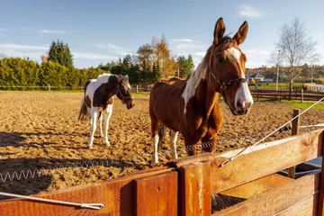 Foto op Plexiglas Łaciaty koń na padoku w piękny słoneczny dzień. © Aneta