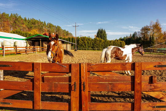 Łaciaty koń na padoku w piękny słoneczny dzień.