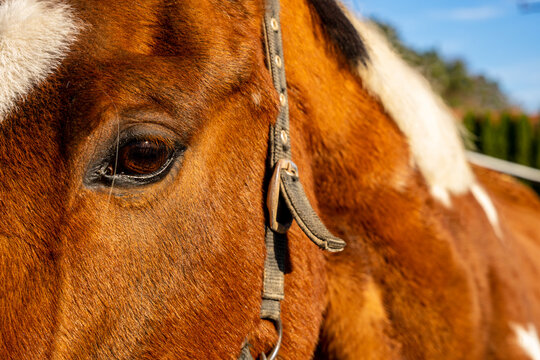 Końskie oko zbliżenie, piękny brązowo łaciaty wałach.