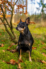 Jesienne krajobrazy, mały czarny piesek siedzi pod drzewem. © Aneta