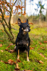 Jesienne krajobrazy, mały czarny piesek siedzi pod drzewem. © Aneta