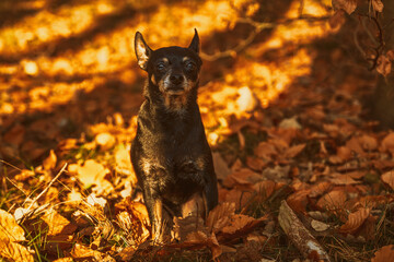 Pies na spacerze, jesienny słoneczny dzień, pomarańczowe jesienne kolory. - obrazy, fototapety, plakaty