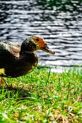 Vertical shot of a Duck near a lake in Campisa, San Pedro Sula, Honduras