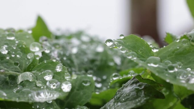 Closeup of fresh green leaves with raindrops