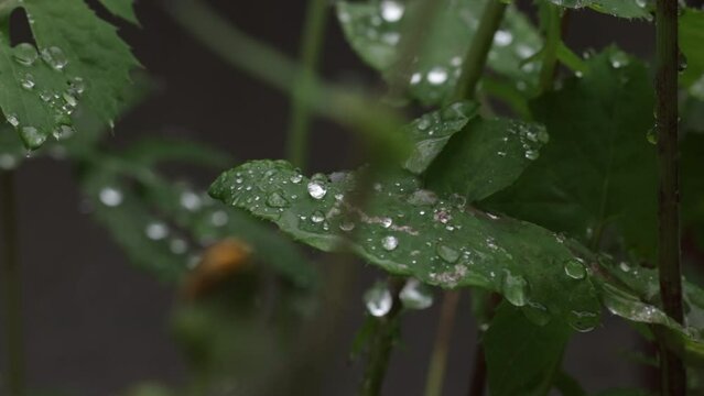 Closeup of fresh green leaves with raindrops