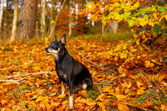 Pies na spacerze, jesienny słoneczny dzień, pomarańczowe jesienne kolory.