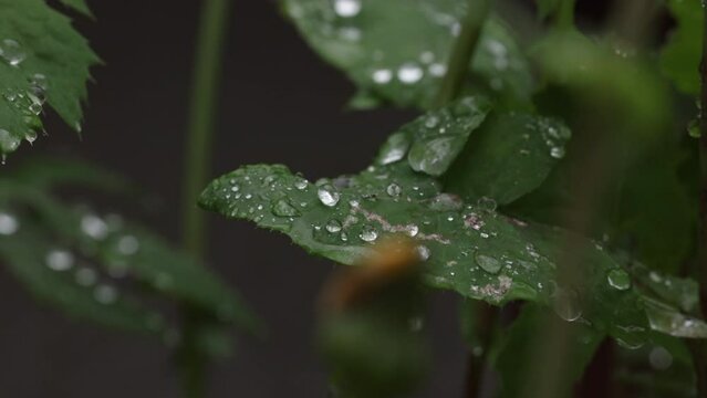 Closeup of fresh green leaves with raindrops