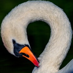 Closeup shot of an elegant white swan with a rounded neck © Sebastian Elm/Wirestock Creators