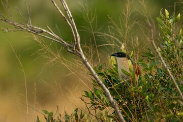 Selective focus of a centropus burchellii bird perched on a branch in Kruger National park