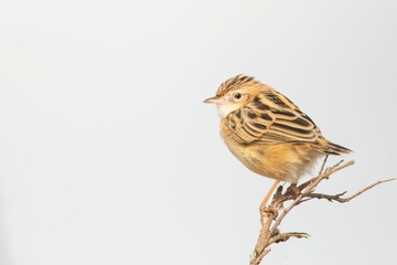 Closeup shot of a cane oatmeal bird perched on a branch on white background