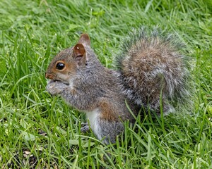 Cute red squirrel in the green field